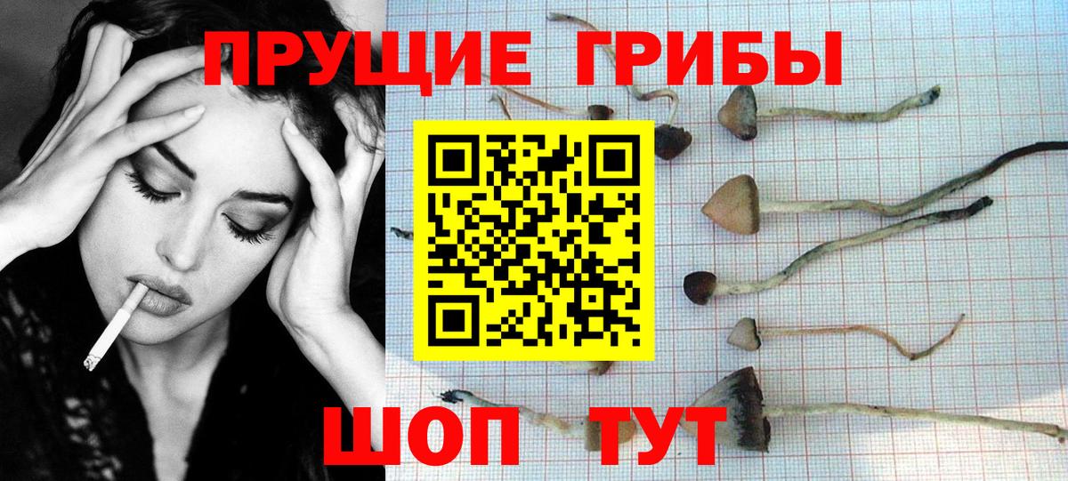 Галлюциногенные грибы Cubensis  Кизляр  Псилоцибиновые грибы Magic Shrooms 